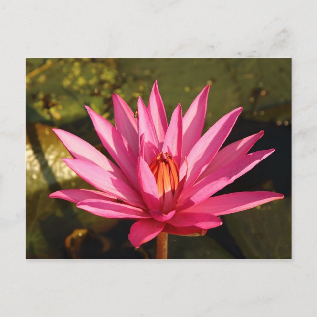 Lotus Flower in the Nature Postcard (Front)