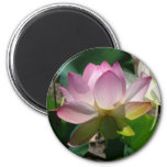 Lotus Flower Magnet