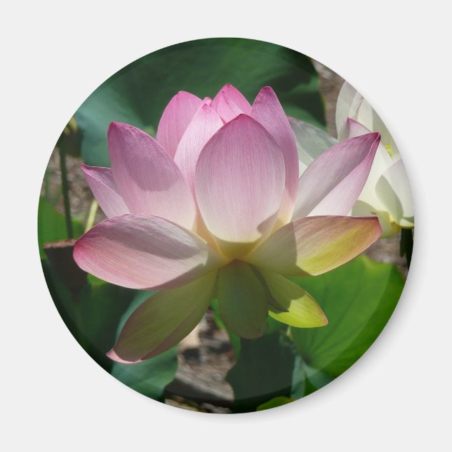 Lotus Flower Magnet (Front)
