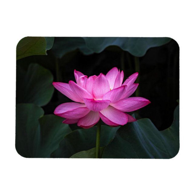 Lotus Flower Magnet (Horizontal)