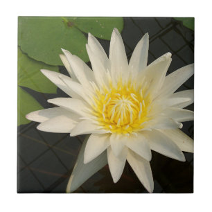 lotus, flower, nature, blossom, floral, plant, ceramic tile