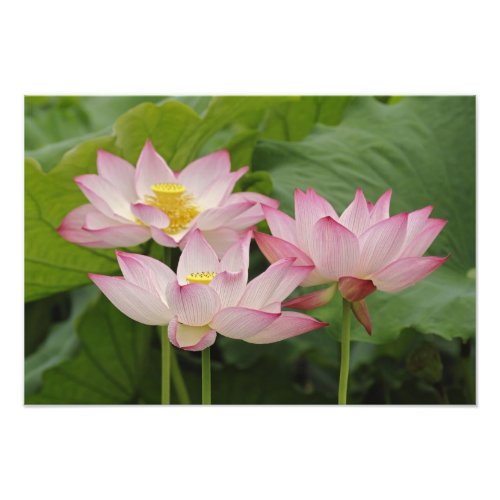 Lotus flower Nelumbo nucifera China 2 Photo Print