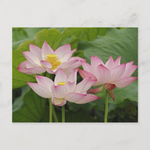 Lotus flower, Nelumbo nucifera, China 2 Postcard