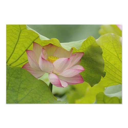 Lotus flower Nelumbo nucifera China Photo Print