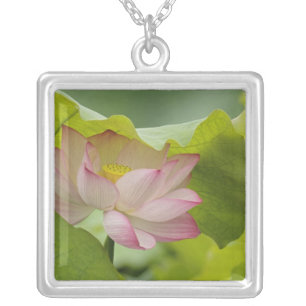 Lotus flower, Nelumbo nucifera, China Silver Plated Necklace