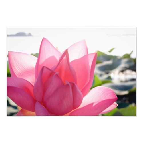 Lotus flower Nelumbo speciosum in full Photo Print