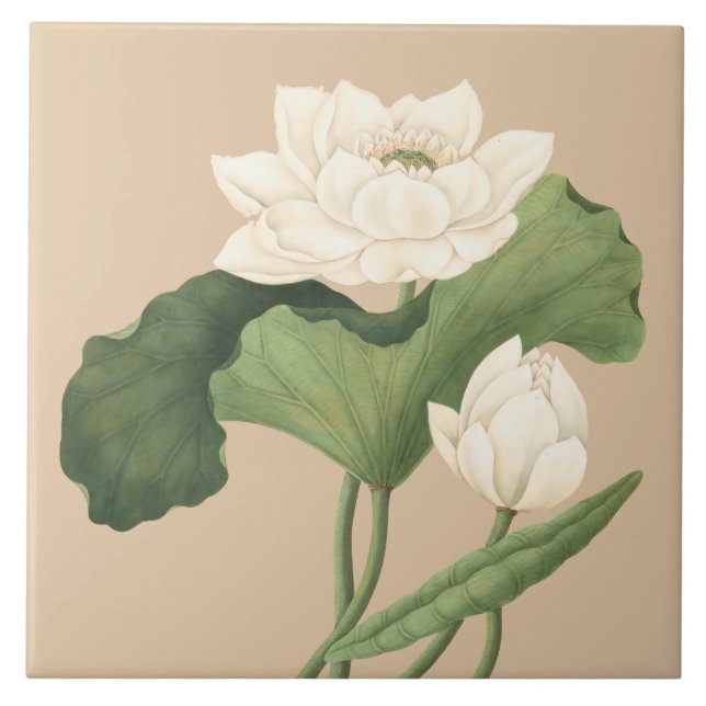 Lotus Flower of East India Botanical Art Ceramic Tile (Front)