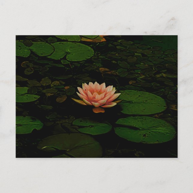 Lotus Flower Orange Dark Green Floral Pond Zen Postcard (Front)