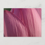 Lotus Flower Petals Pink Floral Postcard