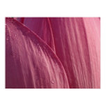 Lotus Flower Petals Pink Floral Poster