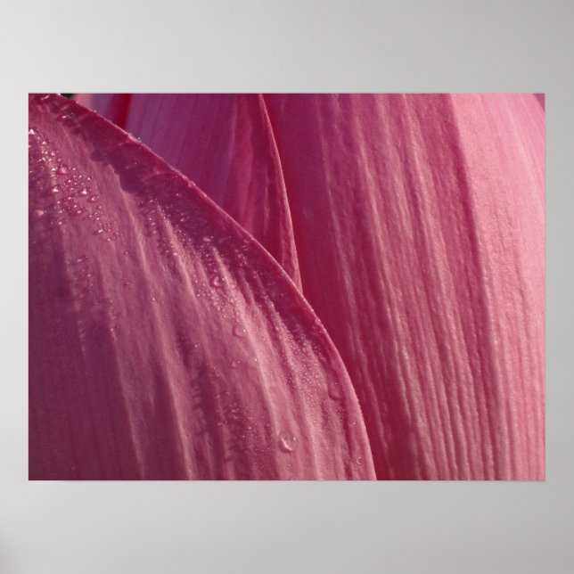 Lotus Flower Petals Pink Floral Poster (Front)