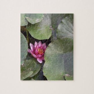 Lotus Flower Photo