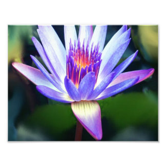 Lotus Flower Photo Print
