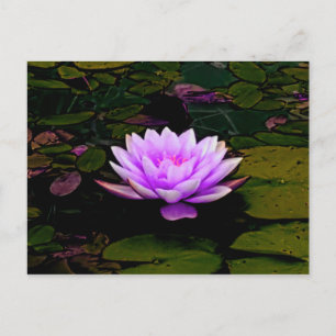 Lotus Flower Pink Green Floral Pond Zen Postcard