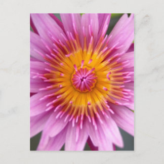 lotus flower postcard