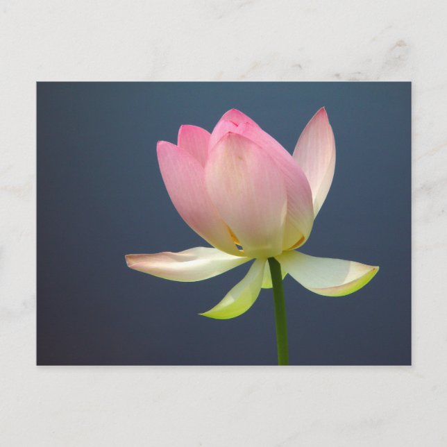 lotus flower postcard (Front)