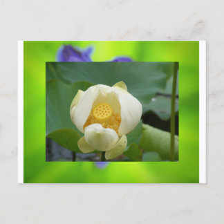 Lotus flower postcard