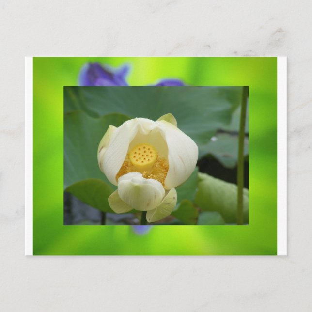 Lotus flower postcard (Front)