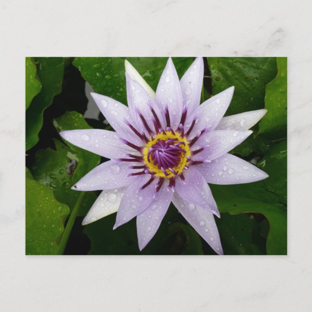 Lotus Flower Postcard (Front)