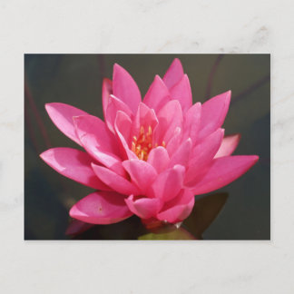 lotus flower postcard