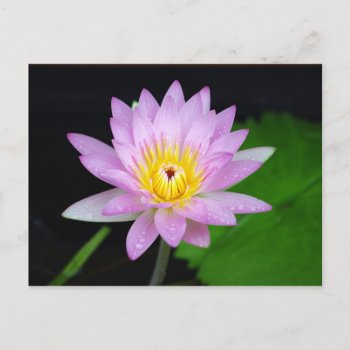 Lotus Flower Postcard by GoingPlaces at Zazzle