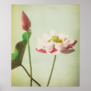 Lotus Flower Poster