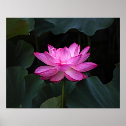 Lotus Flower Poster | Zazzle