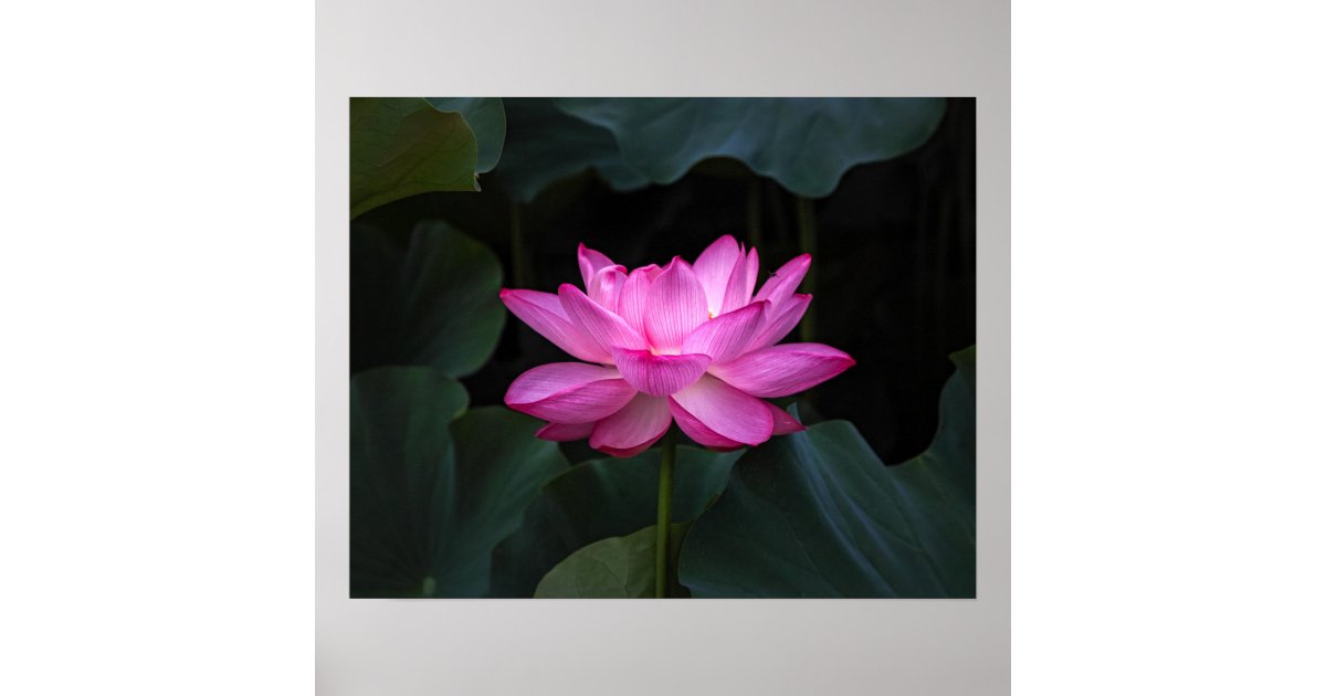 Lotus Flower Poster | Zazzle