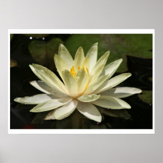 Lotus Flower Poster