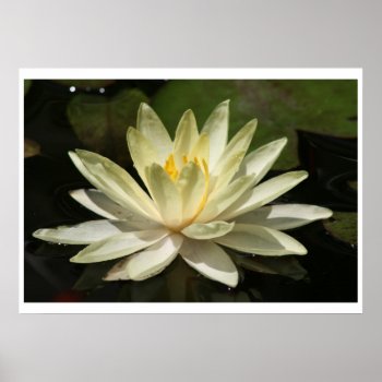 Lotus Flower Poster by Mikeybillz at Zazzle