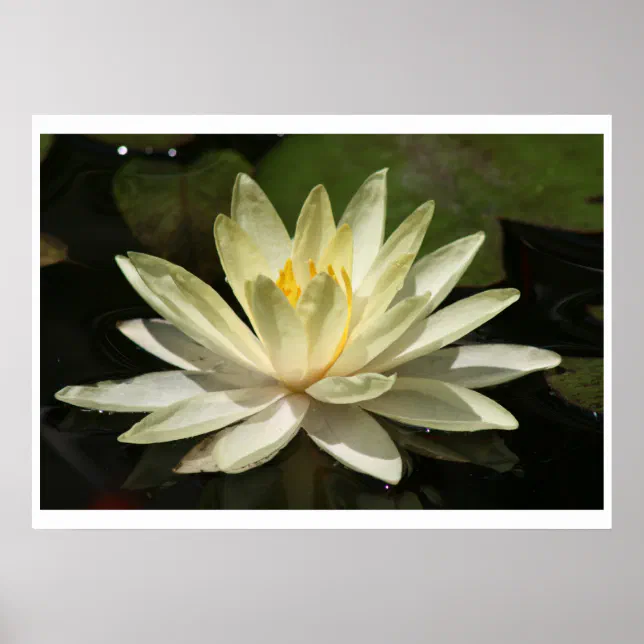 Lotus Flower Poster | Zazzle