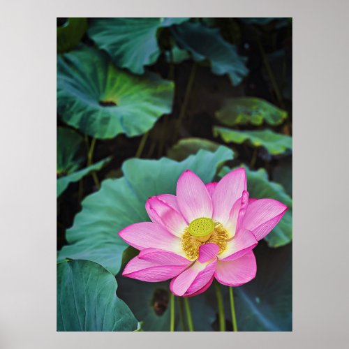 Lotus Flower Poster