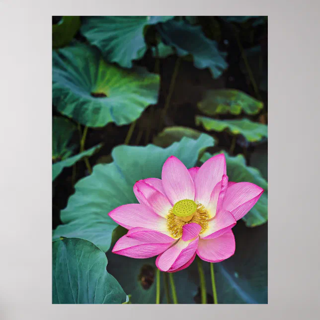Lotus Flower Poster | Zazzle