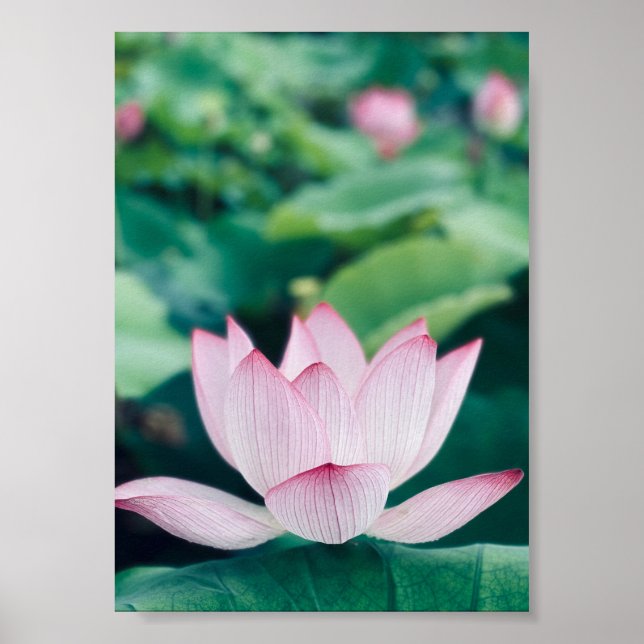 Lotus Flower Poster (Front)