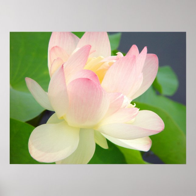 lotus flower poster (Front)