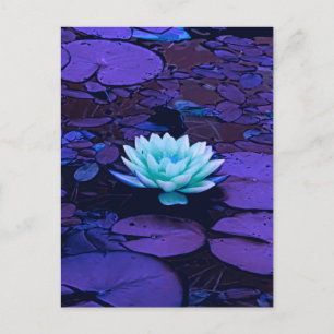 Lotus Flower Purple Blue Turquoise Floral Pond Zen Postcard