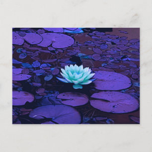 Lotus Flower Purple Blue Turquoise Floral Pond Zen Postcard