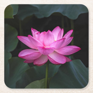 Lotus Flower Square Paper Coaster