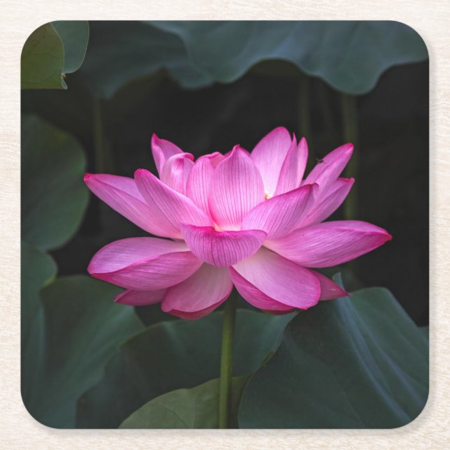 Lotus Flower Square Paper Coaster (Front)