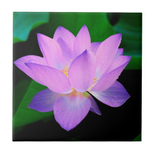 Lotus Flower Tile