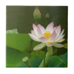 Lotus Flower Tile. Tile<br><div class="desc">Lotus Flower Tile.</div>