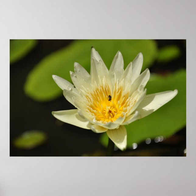 Lotus flower (Water lily) Poster (Front)