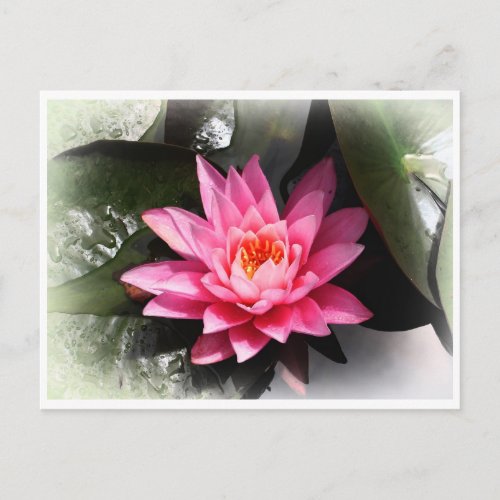 Lotus Flower water reflection  nature Asia Postcard