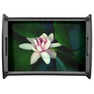Lotus flower, Waterlily photography 