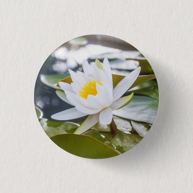 Lotus flower  white color in the pond button (Front)