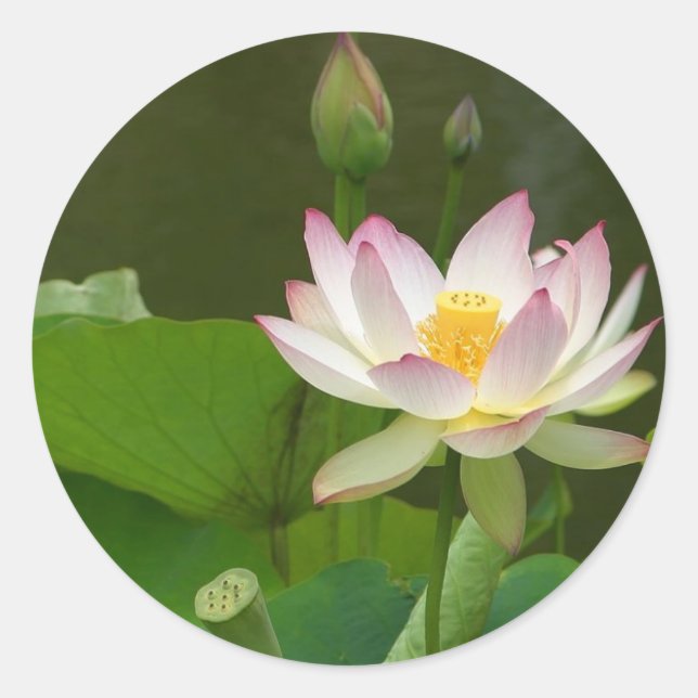 Lotus Flowers Ponds Classic Round Sticker (Front)