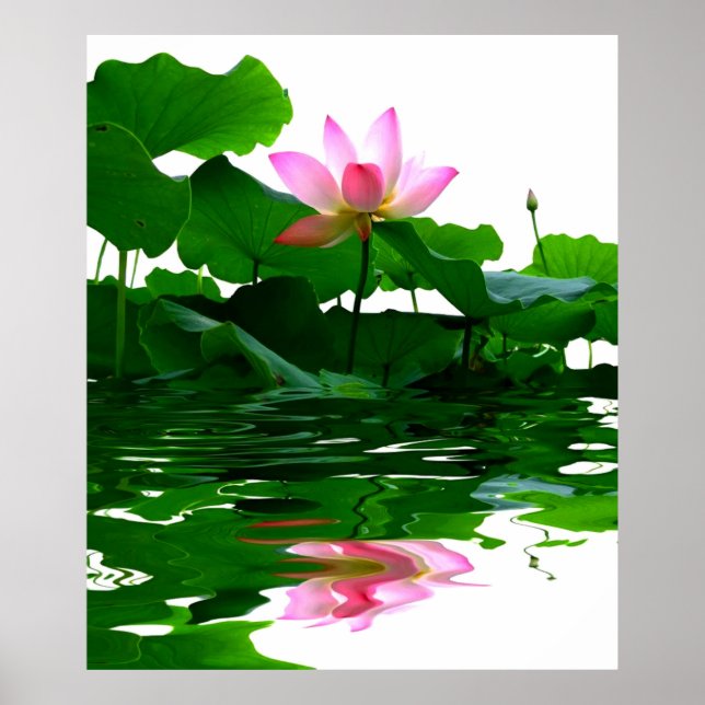 Lotus green water zen tranquility peace beautiful poster (Front)