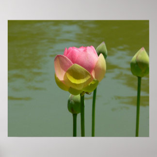 Lotus in Bloom Poster