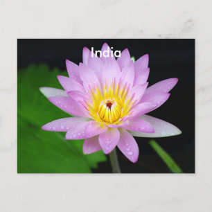 Lotus in India Postcard