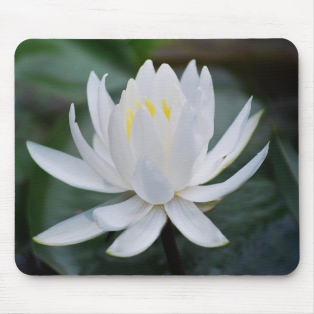 Lotus or waterlily and meaning mouse pad (Front)